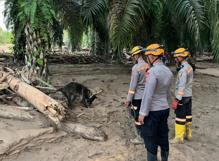 Tim K9 Ditpolsatwa Baharkam Polri saat mencari Korban Bencana di Bantaran Sungai Huta Raja.