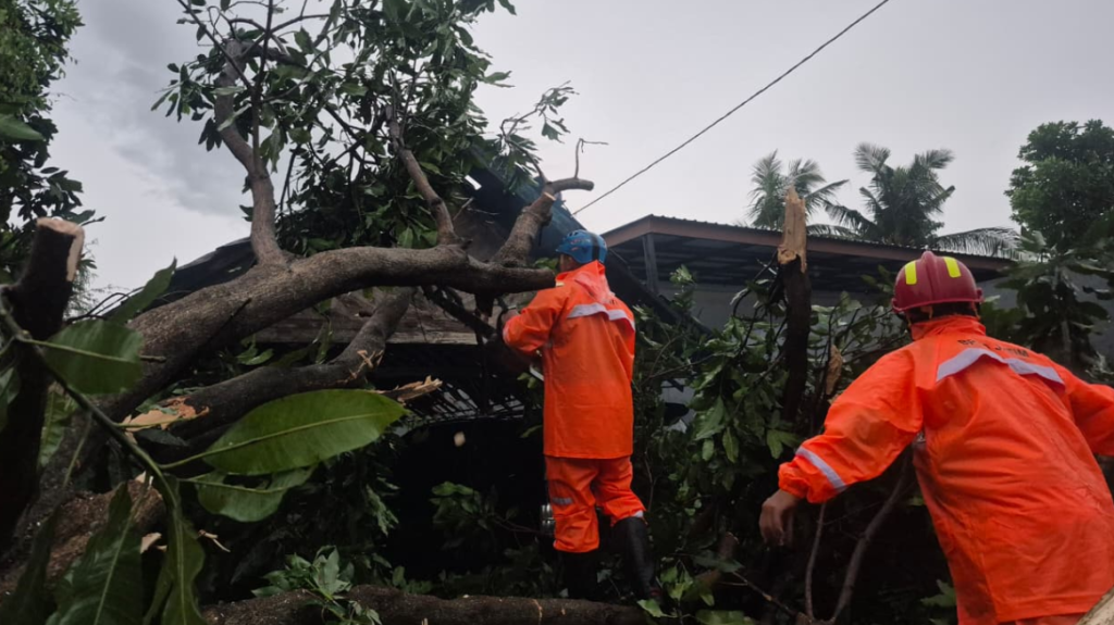 Penanganan pohon tumbang akibat angin puting beliung di Kabupaten Tuban, Jawa Timur.
