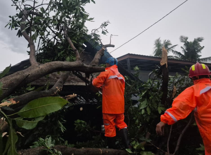 Penanganan pohon tumbang akibat angin puting beliung di Kabupaten Tuban, Jawa Timur.