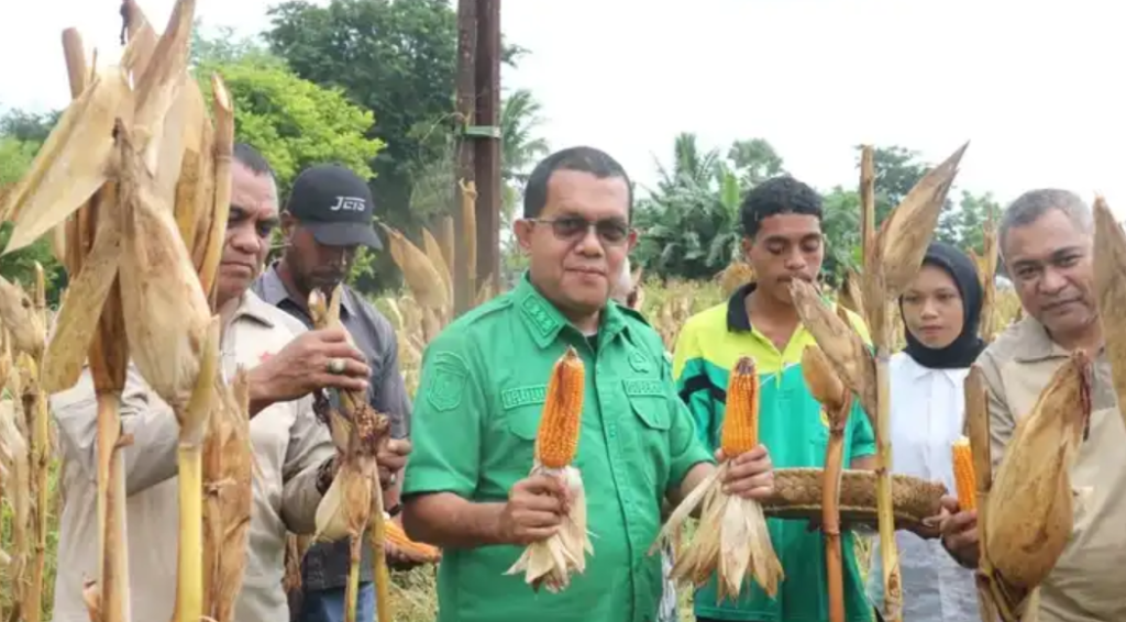 Gubernur NTT, Emanuel Melkiades Laka Lena panen jagung di lahan milik UPTD Kesejahteraan Sosial Tuna Netra dan Karya Wanita Naibonat. Dok: Istimewa.