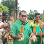 Gubernur NTT, Emanuel Melkiades Laka Lena panen jagung di lahan milik UPTD Kesejahteraan Sosial Tuna Netra dan Karya Wanita Naibonat. Dok: Istimewa.