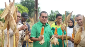 Gubernur NTT, Emanuel Melkiades Laka Lena panen jagung di lahan milik UPTD Kesejahteraan Sosial Tuna Netra dan Karya Wanita Naibonat. Dok: Istimewa.