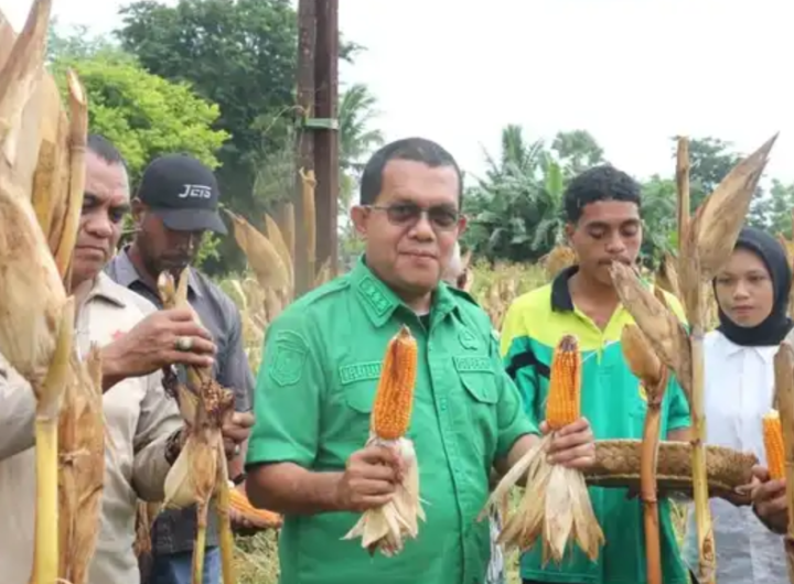 Gubernur NTT, Emanuel Melkiades Laka Lena panen jagung di lahan milik UPTD Kesejahteraan Sosial Tuna Netra dan Karya Wanita Naibonat. Dok: Istimewa.