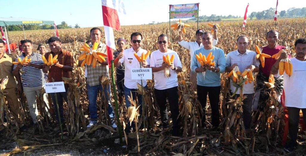 Gubernur NTT, Emanuel Melkiades Laka Lena dan Wakil Bupati Sumba Barat Daya, Dominikus Alpawan Rangga Kaka bersama masyarakat petani panen jagung di Kampung Ikit, Desa Hameli Ate, Kecamatan Kodi Utara, Kabupaten Sumba Barat Daya. Dok: Istimewa.