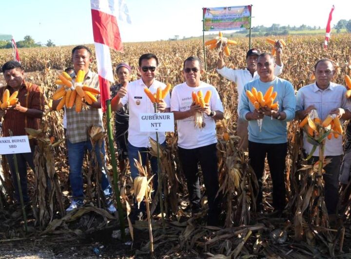 Gubernur NTT, Emanuel Melkiades Laka Lena dan Wakil Bupati Sumba Barat Daya, Dominikus Alpawan Rangga Kaka bersama masyarakat petani panen jagung di Kampung Ikit, Desa Hameli Ate, Kecamatan Kodi Utara, Kabupaten Sumba Barat Daya. Dok: Istimewa.